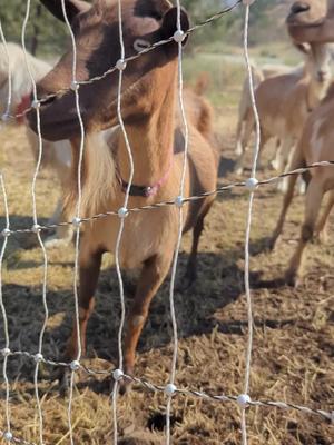 #fyp #usa #bikini #Summer  | Country: DE