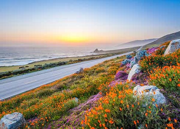 Wild flowers along Big Sur California coastline at sunset